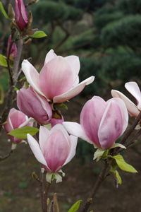 Obraz Magnolia